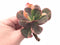 Echeveria Premaddona Variegated Specimen 4” Rare Succulent Plant