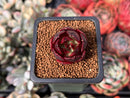 Echeveria 'Black Tan' 1" Selected Clone Succulent Plant