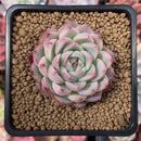 Echeveria 'Pink Crystal' 2" Succulent Plant