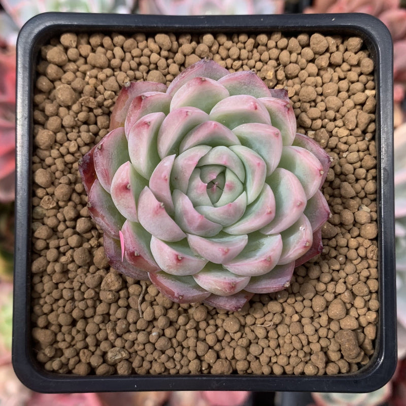 crystal succulent plant Echeveria 'Pink Crystal' 2" Succulent Plant – True Succulents Plant Co