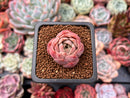 Echeveria 'Mohican' Round Leaf Clone 1" Succulent Plant