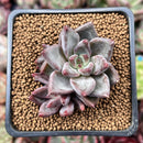 Echeveria 'Tremolo' 2" Cluster Succulent Plant