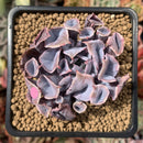 Echeveria 'Trumpet Pinky' 2" Succulent Plant