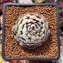 Echeveria 'Dark Minima' 1" Succulent Plant