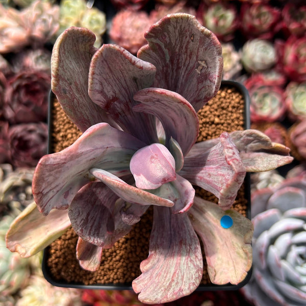 Pachyveria 'Jocelyns Joy' Variegated 3" Succulent Plant