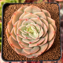 Echeveria 'Fun Queen' 2"-3" Succulent Plant