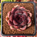 Echeveria 'Violet Cheese' 2" Succulent Plant
