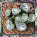 Haworthia Maughanii 'Onami' 2"-3" Succulent Plant