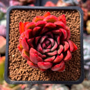 Echeveria Agavoides sp. 2" Succulent Plant