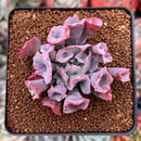 Echeveria 'Trumpet Pinky' 2" Succulent Plant