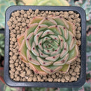 Echeveria 'Melanie' 1" New Hybrid Succulent Plant