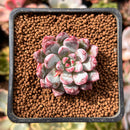 Echeveria 'Boa' 1" New Hybrid Succulent Plant