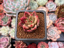 Echeveria Agavoides 'Shaikh' 1" Succulent Plant