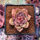 Echeveria 'Citrine' 1"-2" Seed Grown Air Magic Hybrid Succulent Plant