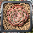 Echeveria 'Estrella' 1"-2" Succulent Plant
