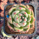 Echeveria 'Shallot' 2" Succulent Plant