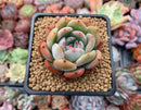 Echeveria 'Star Mark' 2" Succulent Plant