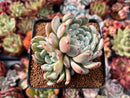 Echeveria 'Viyant' 4" Cluster Succulent Plant