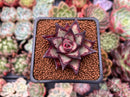 Echeveria Agavoides sp. 2" Succulent Plant