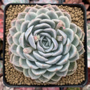 Echeveria 'Jocelyn' 4" Succulent Plant
