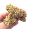 Sedum 'Lucidum Obesum' Crested Cluster 2'-3" Rare Succulent Plant