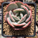 Echeveria 'Soulmint' 2"-3" Succulent Plant