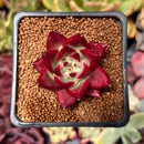 Echeveria Agavoides 'Akadora' 1" Succulent Plant