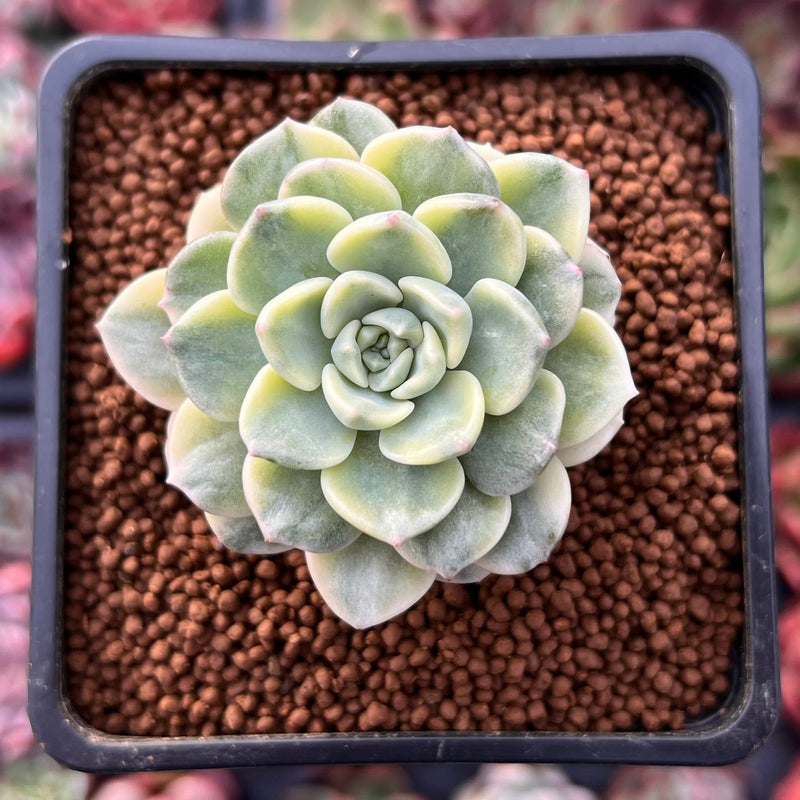 Echeveria 'Tinkerbell' Variegated 2