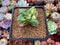 Crassula 'Springtime' Variegated 1"-2" Succulent Plant