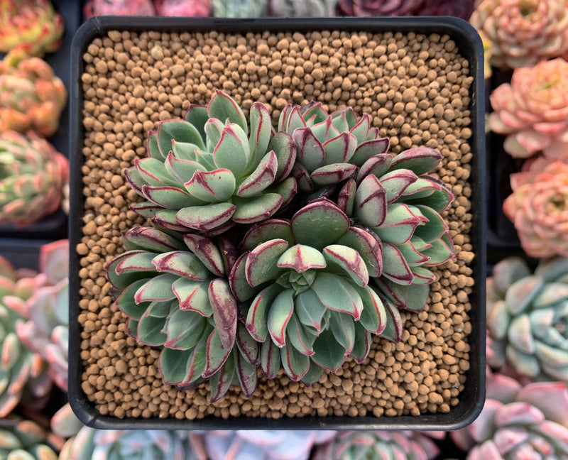 daniels succulents Echeveria 'Joan Daniel' 4" Cluster Succulent Plant