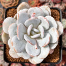 Echeveria 'Laui' 3" Powdery Succulent Plant