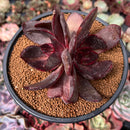 Echeveria 'Love and War' 3" Succulent Plant
