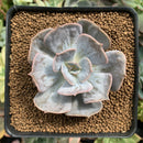 Echeveria 'Lilacina' Marble Variegated 2"-3" Succulent Plant