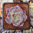 Echeveria 'Cindy' 1"-2" Succulent Plant