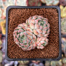 Echeveria 'Charming Blue' 1"-2" Succulent Plant