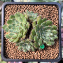 Echeveria 'Wooly Rose' 1" Succulent Plant