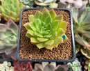 Echeveria Agavoides 'Francesca' Variegated 2" Succulent Plant
