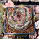 Echeveria 'White Soul' 2" New Hybrid Succulent Plant