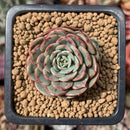 Echeveria 'Sugar Baby' 1" Succulent Plant