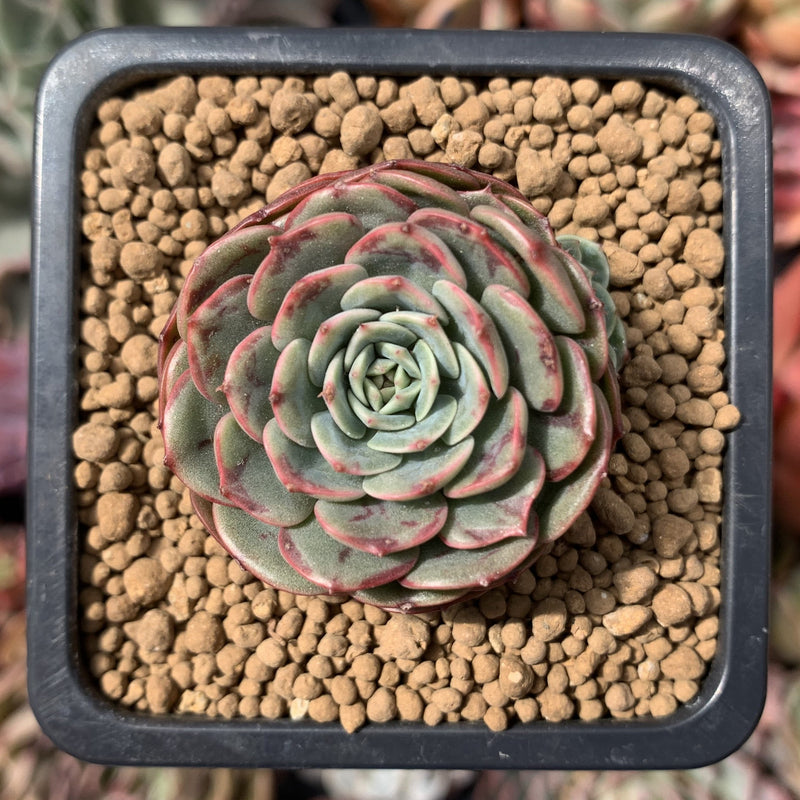 Echeveria 'Sugar Baby' 1