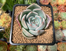 Echeveria 'Steel Heart' 2" Succulent Plant