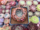 Echeveria 'Momentum' 2" Succulent Plant