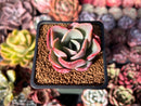 Echeveria Hybrid sp. 1"-2" Succulent Plant