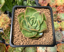 Echeveria Agavoides 'Raja' Variegated' 2" Succulent Plant
