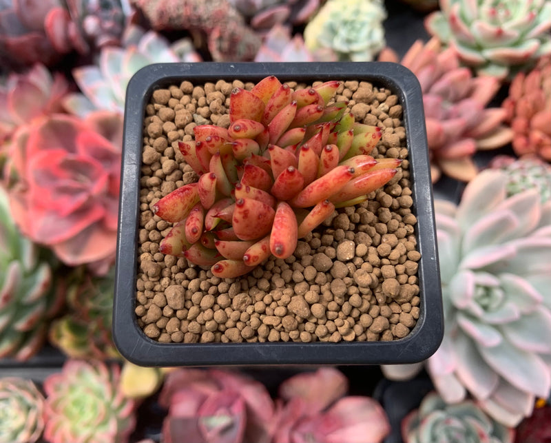 elk succulent Echeveria Agavoides 'Elk Horn' Crested 1"-2" Succulent Plant