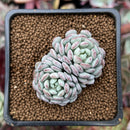 Echeveria 'Pearl Bean' 1" Cluster New Hybrid Succulent Plant