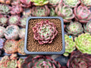 Echeveria 'Primavera' 1" Freckled Succulent Plant