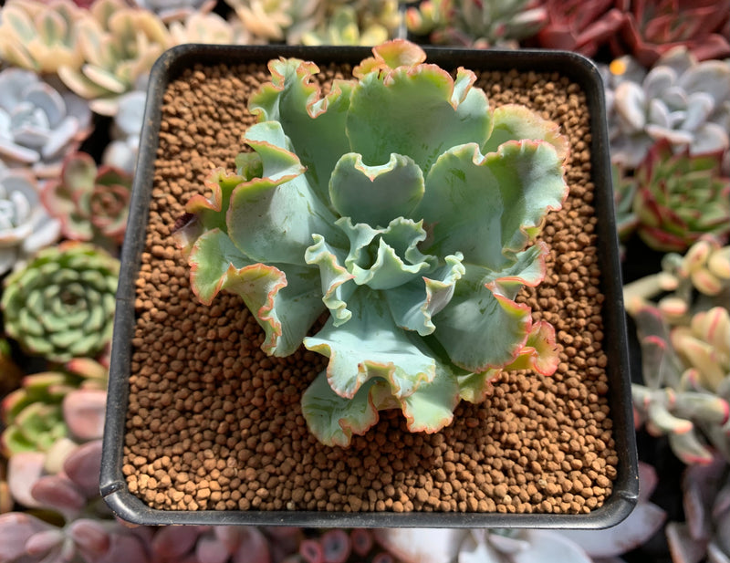 lady aquarius succulent Echeveria 'Aquarius' 2