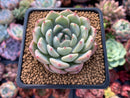 Echeveria 'Sarahime x 'Minima' New Hybrid 2" Succulent Plant
