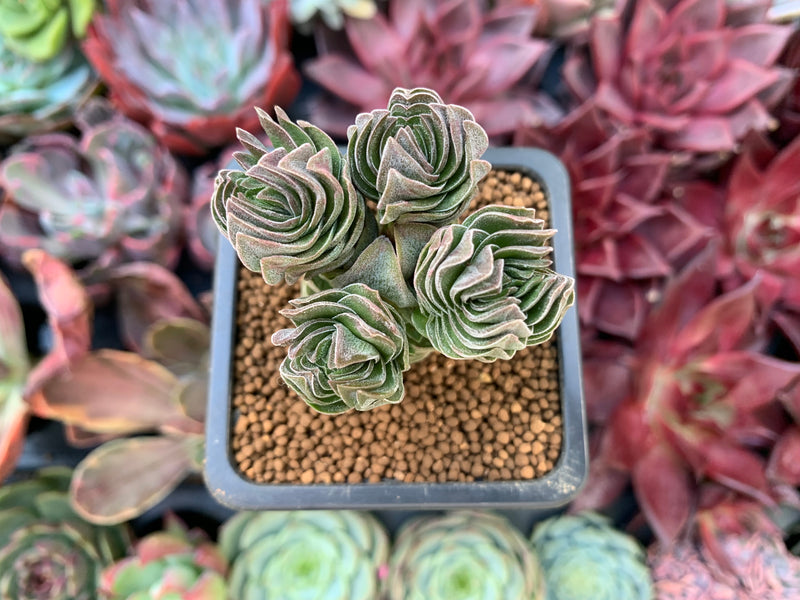 buddha temple plant Crassula 'Buddha's Temple' 1